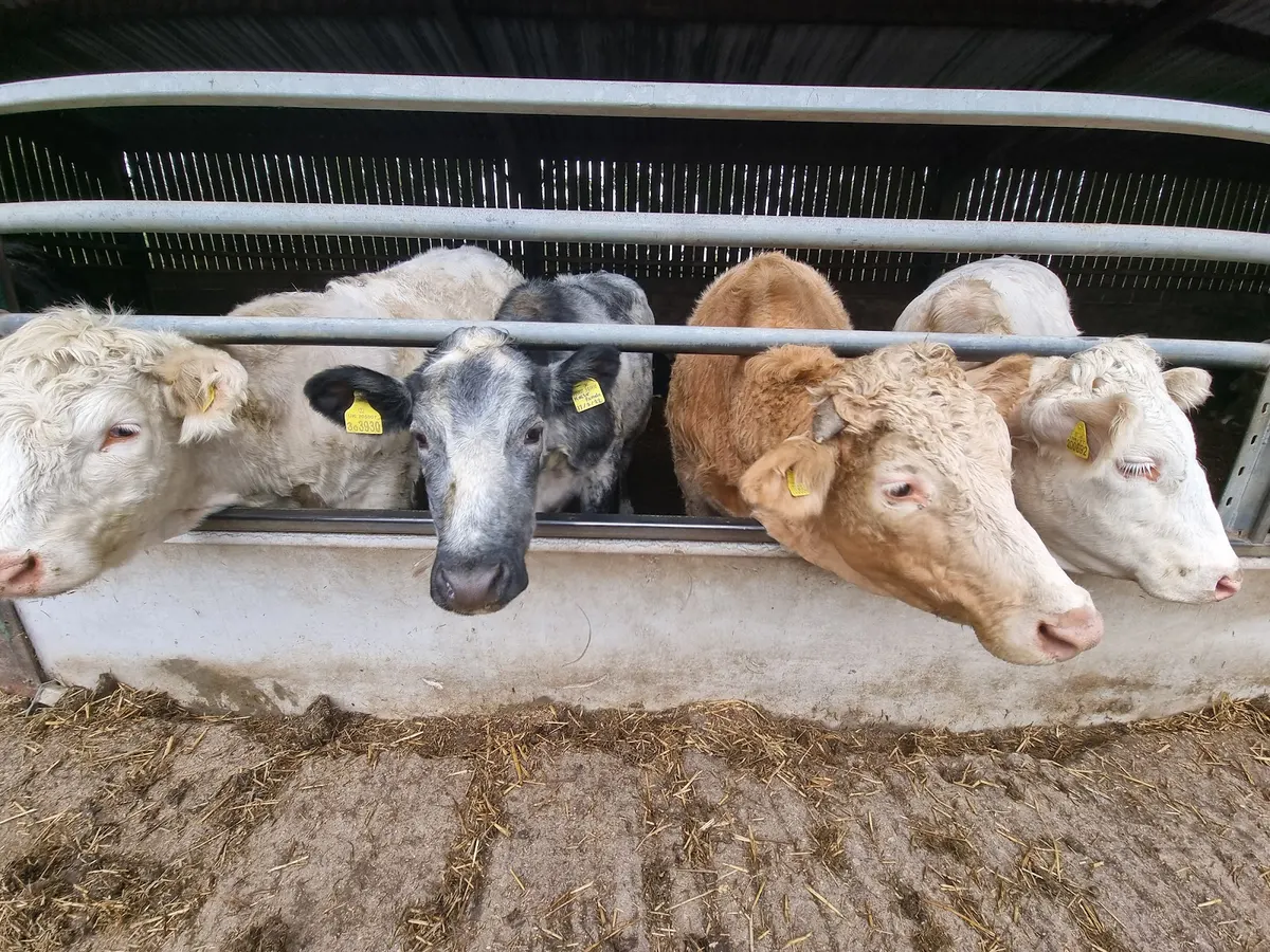 Several cows at a feeding trough on a farm.